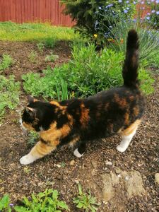 Кошка Марта Кошка Марта